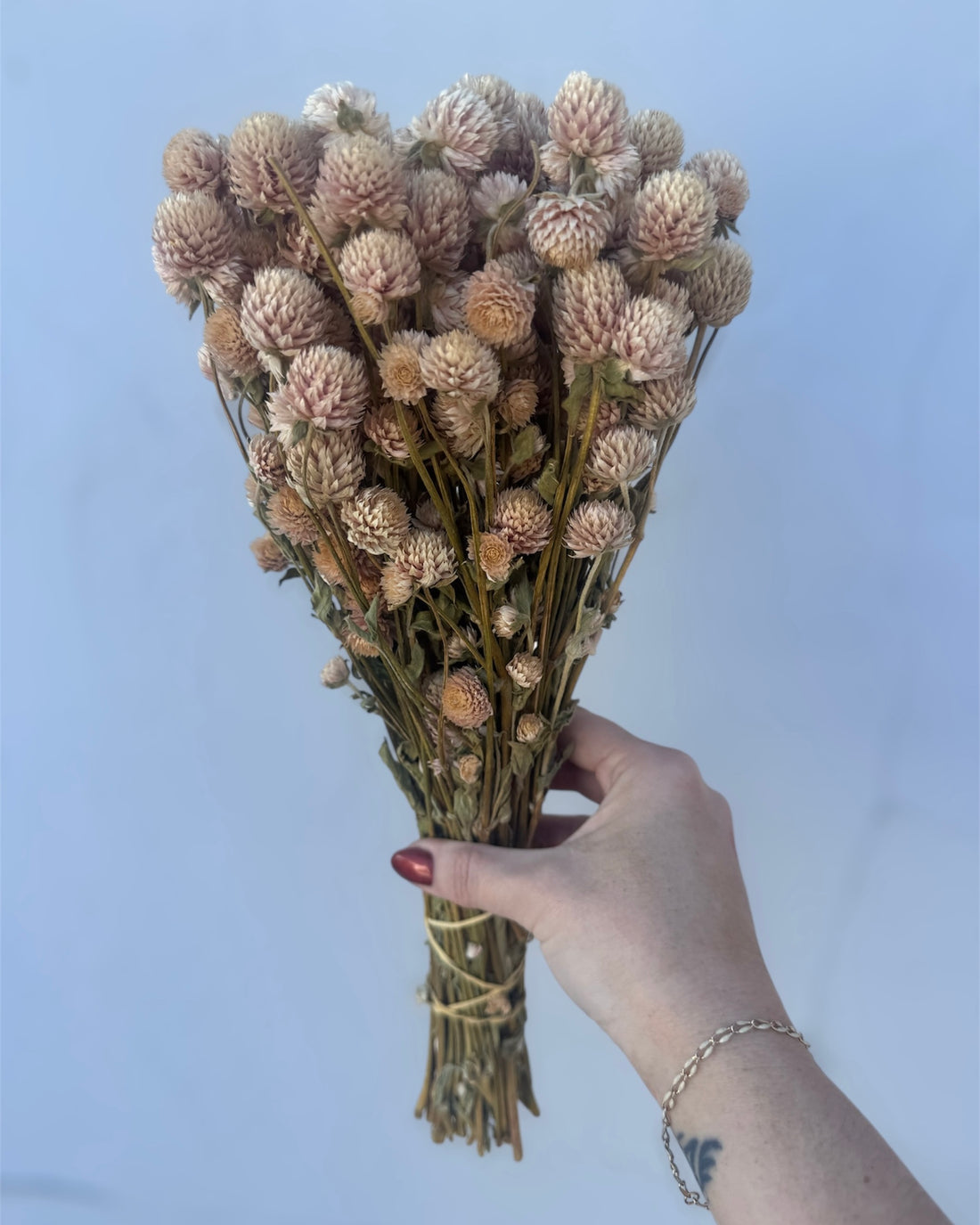 Dried Blush Globe Amaranth Bundle