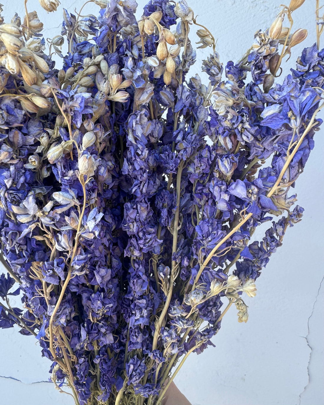 Dried Purple Larkspur Bundle