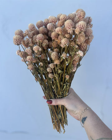 Dried Blush Globe Amaranth Bundle