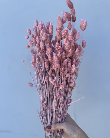 Dried Pink Phalaris Bundle