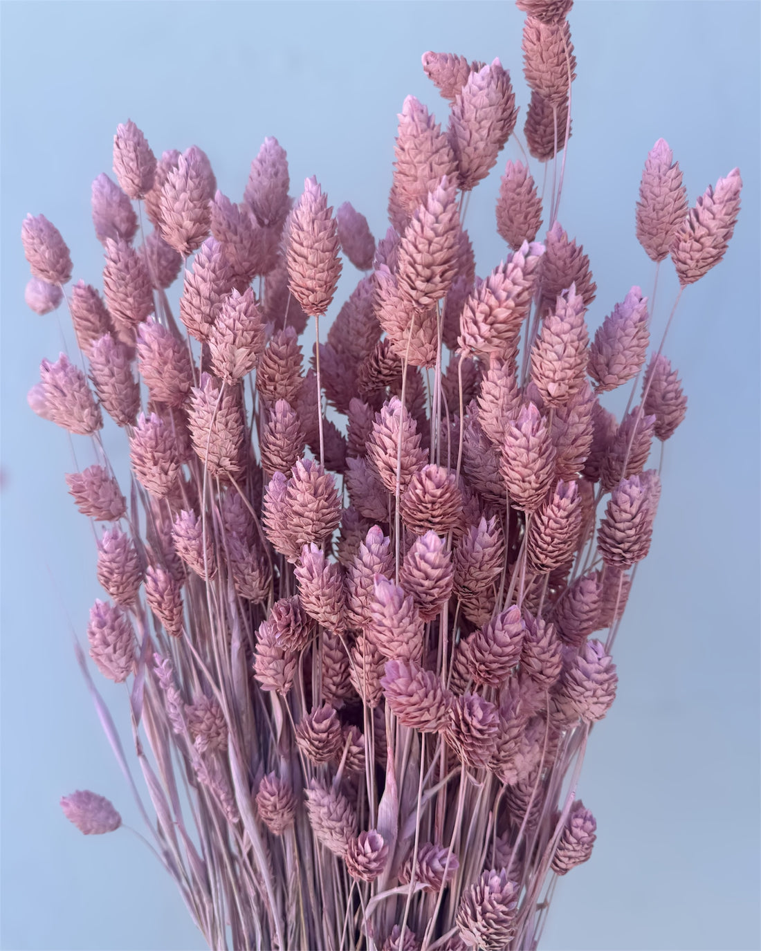 Dried Pink Phalaris Bundle