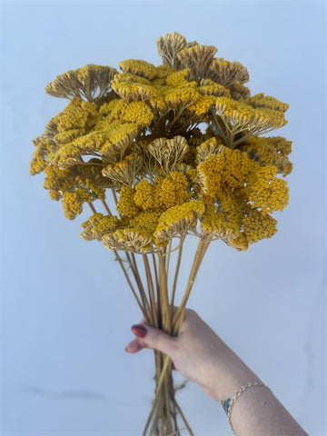 Dried Yellow Yarrow Bundle