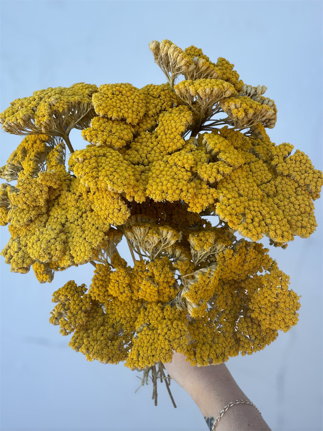 Dried Yellow Yarrow Bundle