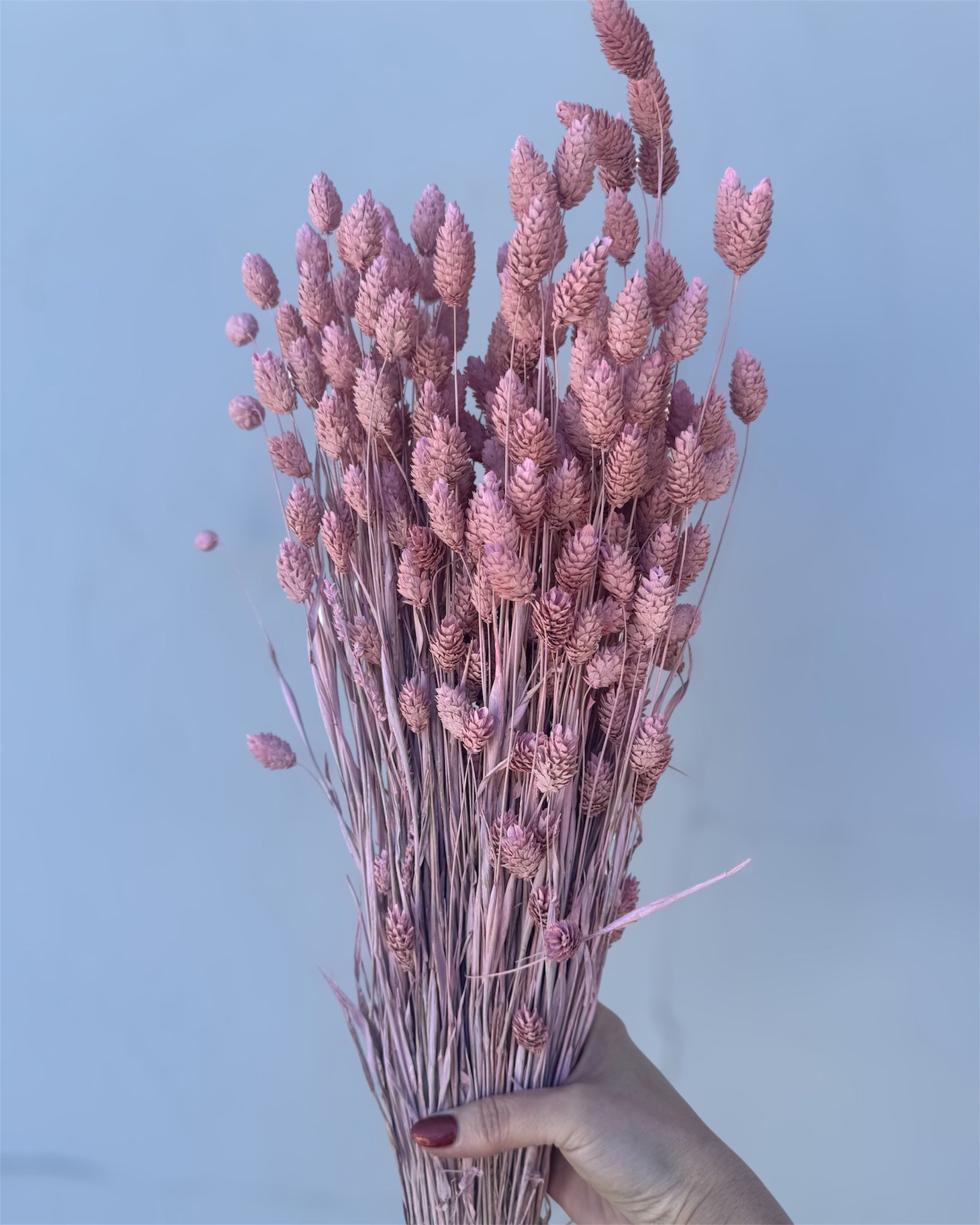 Dried Pink Phalaris Bundle